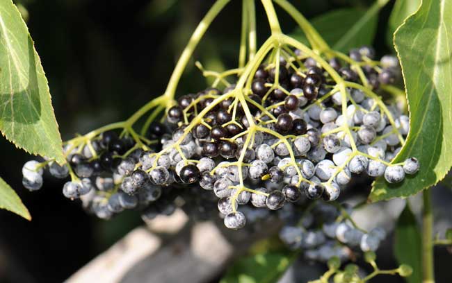 Sambucus nigra ssp. cerulea, Blue Elderberry, Southwest Desert Flora